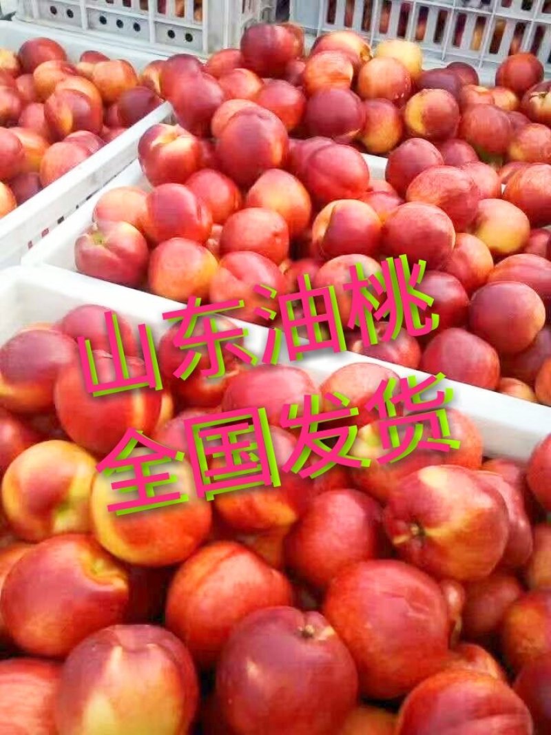 大棚油桃4号5号126油桃，产地看货价格便宜