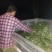 商薯19育苗基地供应小拱棚薯苗，成活率高，基地直供