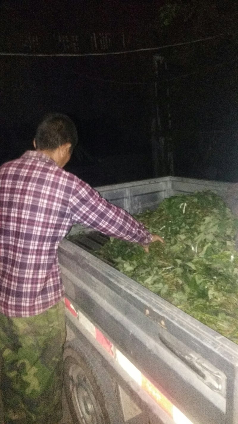 商薯19育苗基地供应小拱棚薯苗，成活率高，基地直供