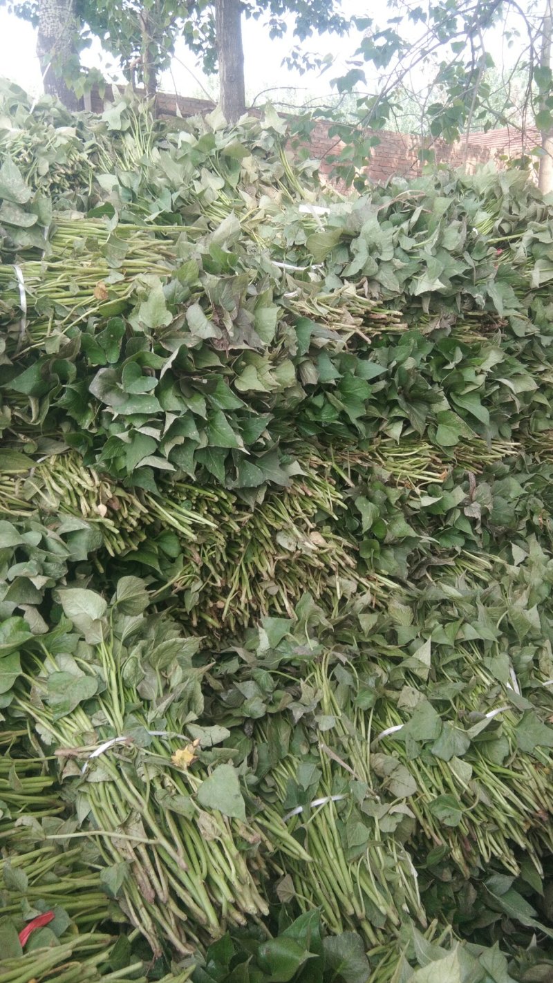 商薯19育苗基地供应小拱棚薯苗，成活率高，基地直供