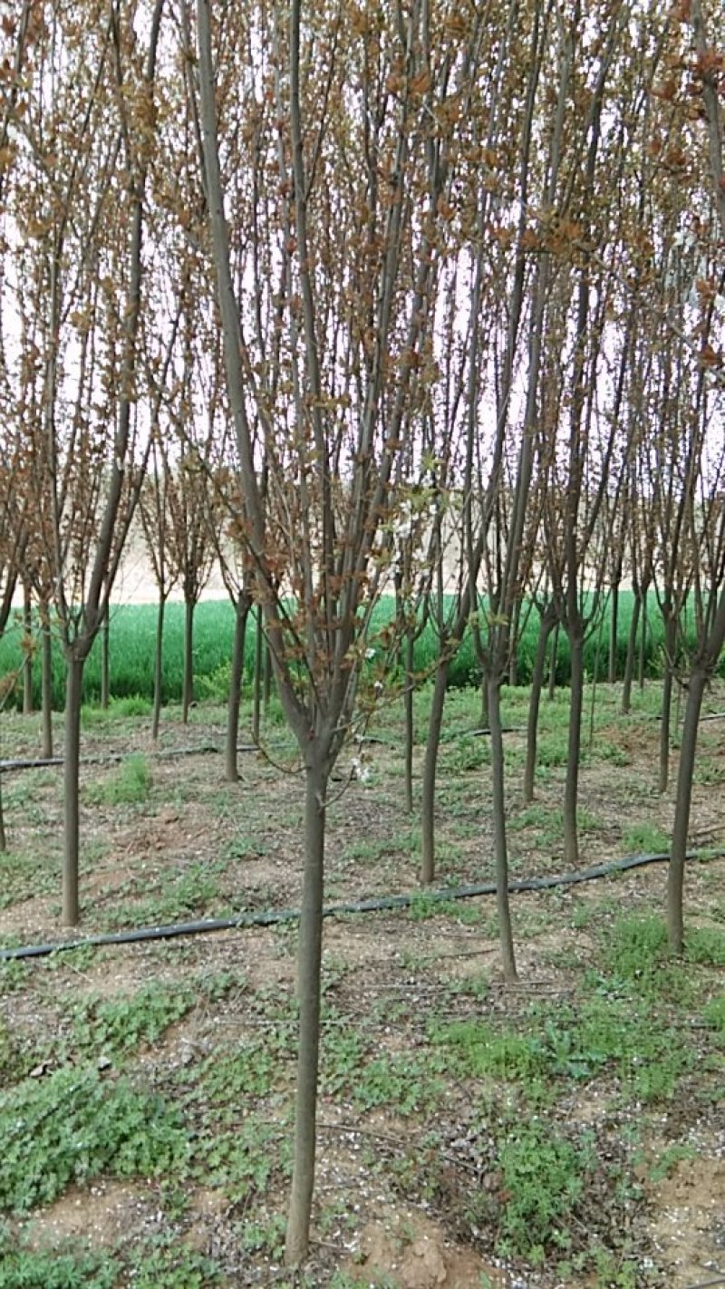 红叶李基地