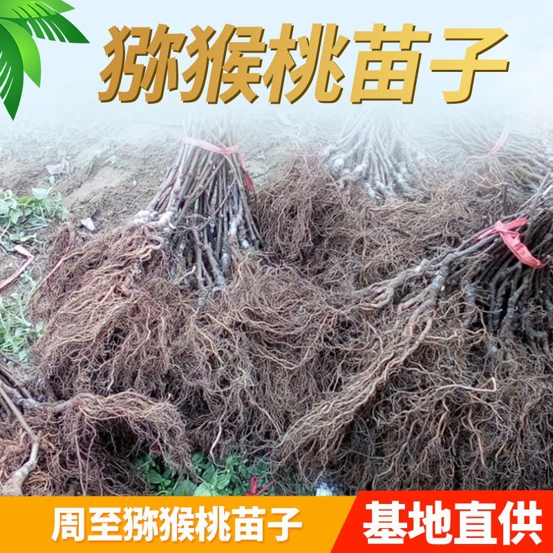 基地直供猕猴桃苗红心绿心黄心奇异果苗