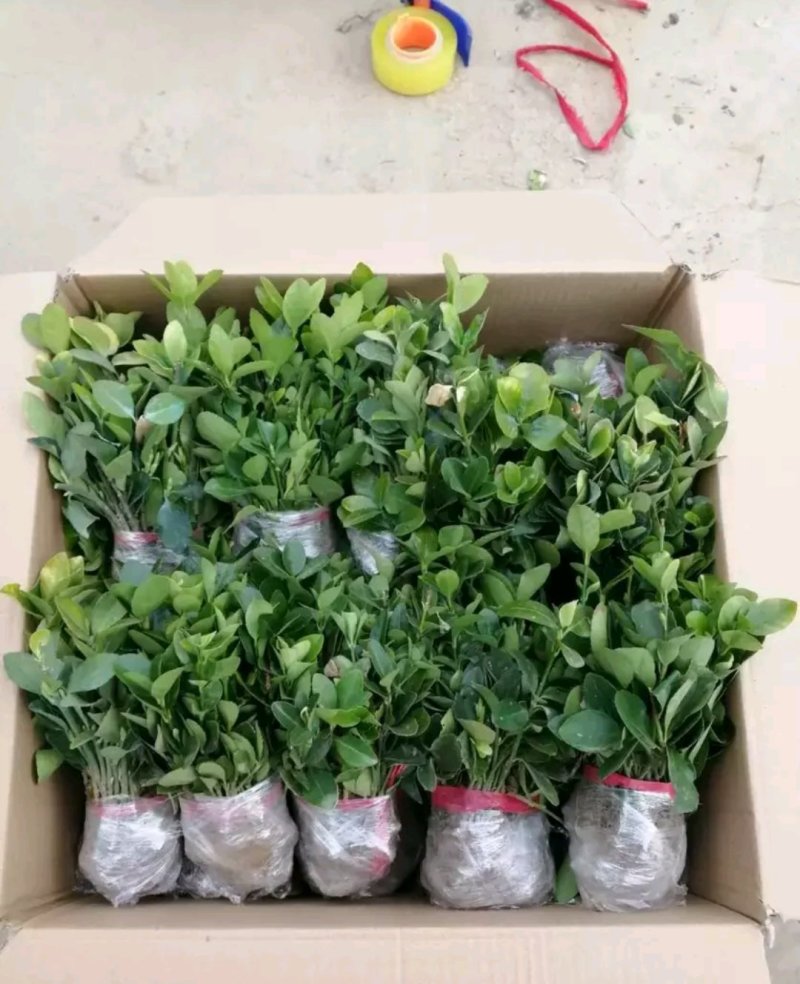 冬青苗床苗床苗全国【包邮】偏远地区除外自家苗圃