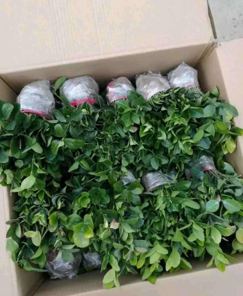 冬青苗床苗床苗全国【包邮】偏远地区除外自家苗圃
