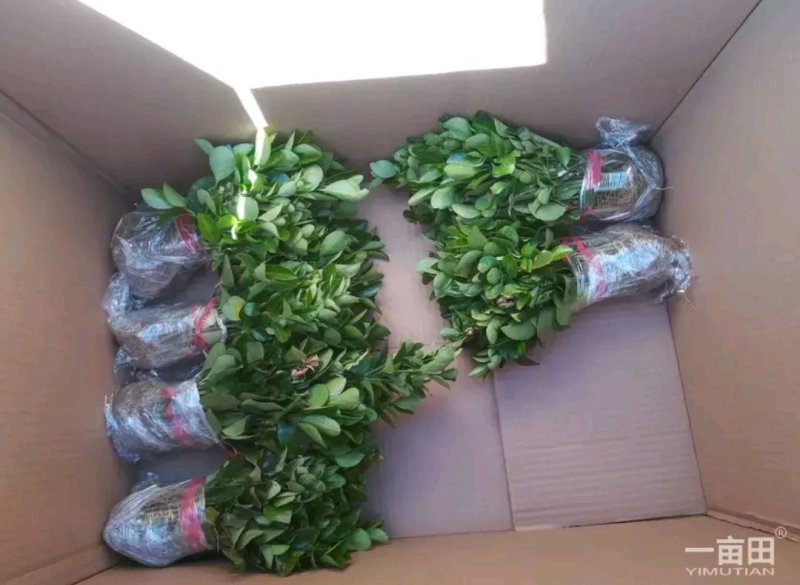 冬青苗床苗床苗全国【包邮】偏远地区除外自家苗圃