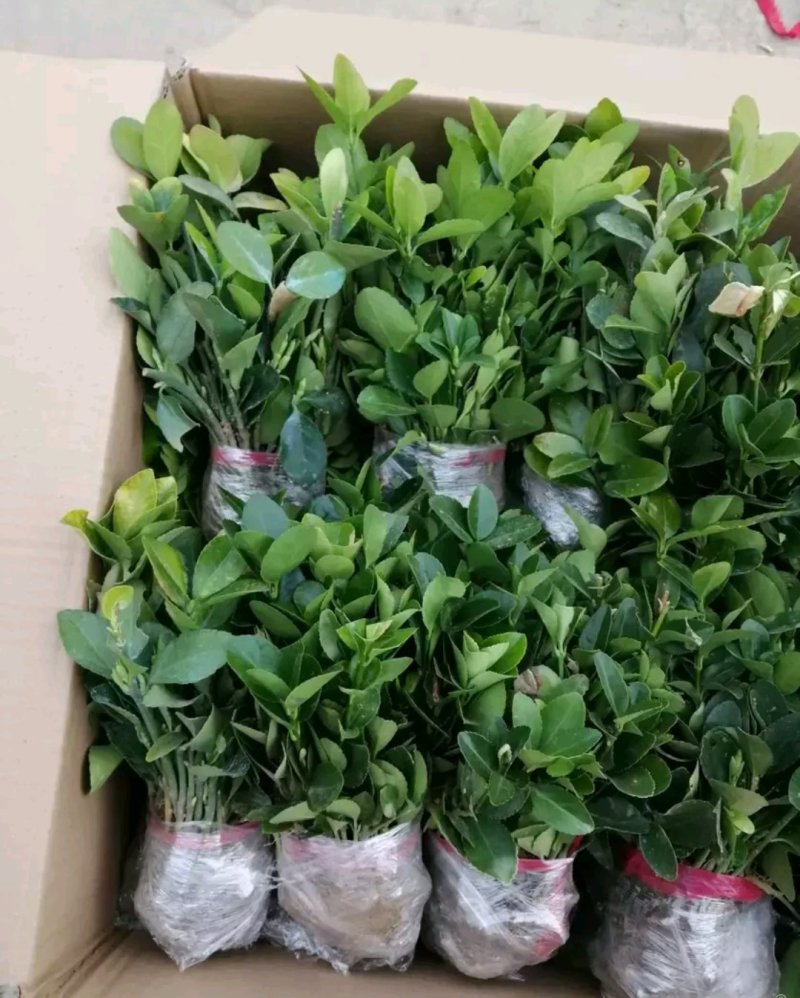 冬青苗床苗床苗全国【包邮】偏远地区除外自家苗圃