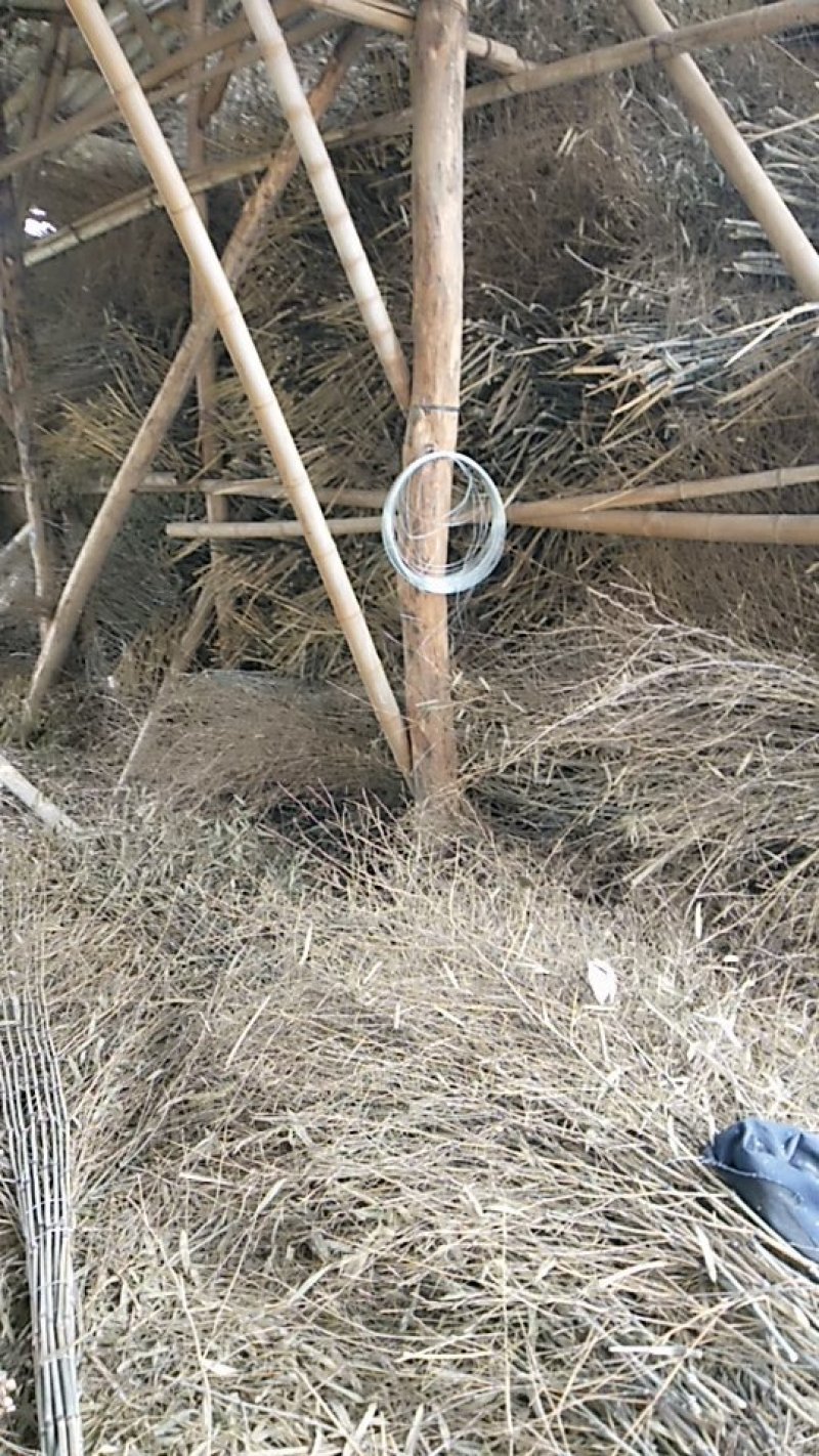 竹枝扫帚