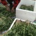 蒲公英婆婆丁新鲜野菜