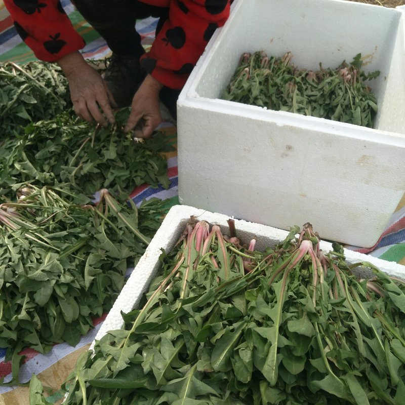 蒲公英婆婆丁新鲜野菜