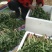 蒲公英婆婆丁新鲜野菜