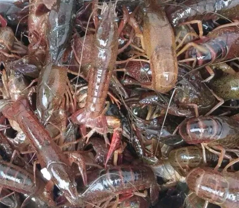 龙虾苗虾苗小龙虾苗及各类鱼苗，观赏鱼，黄膳苗，