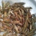 龙虾苗虾苗小龙虾苗及各类鱼苗，观赏鱼，黄膳苗，