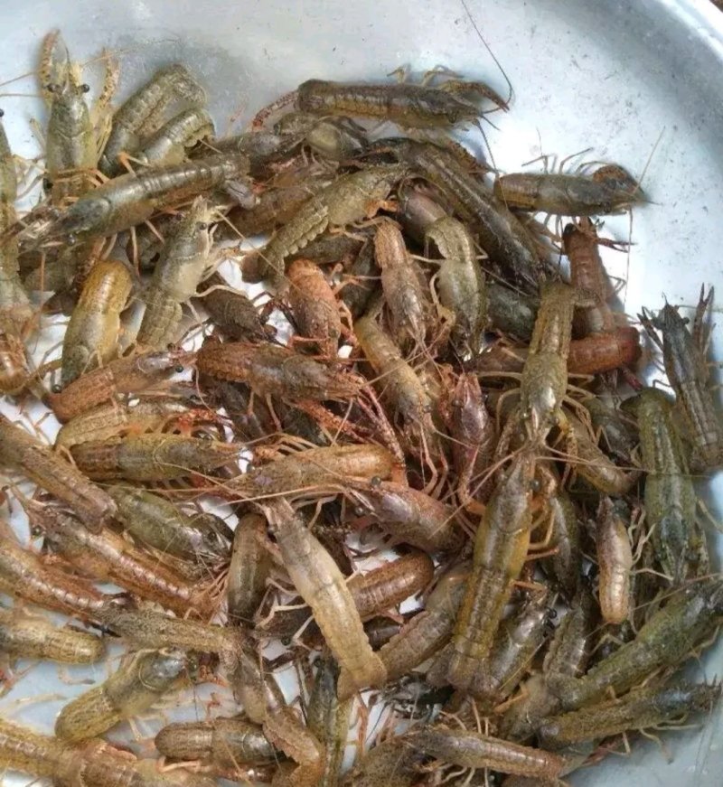 龙虾苗虾苗小龙虾苗及各类鱼苗，观赏鱼，黄膳苗，