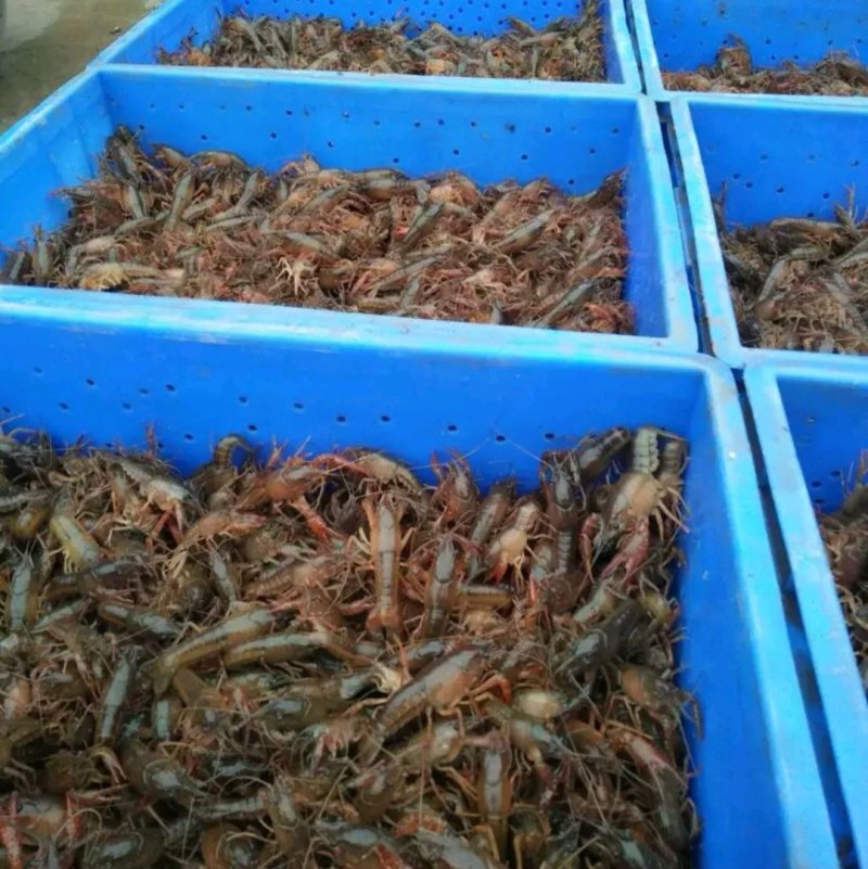龙虾苗虾苗小龙虾苗及各类鱼苗，观赏鱼，黄膳苗，