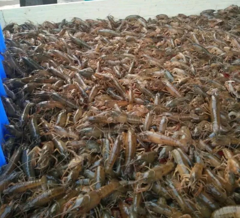 龙虾苗虾苗小龙虾苗及各类鱼苗，观赏鱼，黄膳苗，