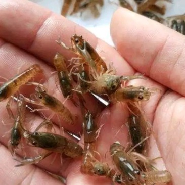 龙虾苗虾苗小龙虾苗及各类鱼苗，观赏鱼，黄膳苗，