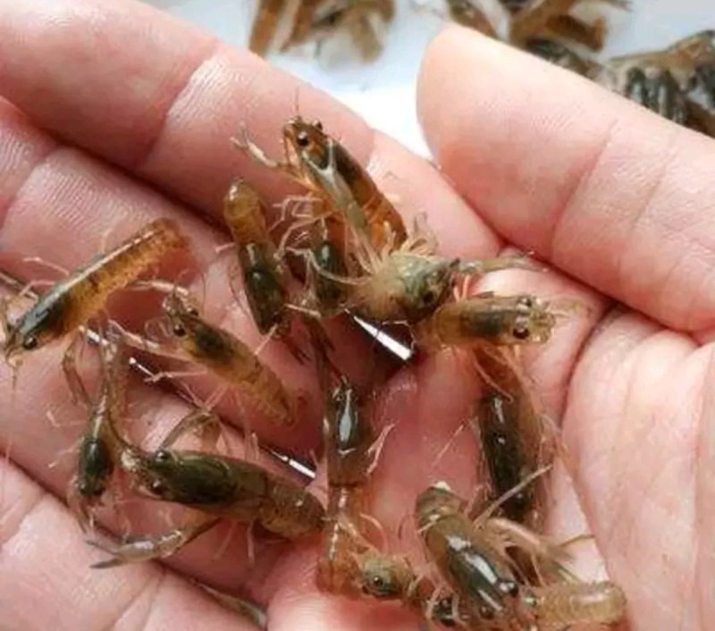 龙虾苗虾苗小龙虾苗及各类鱼苗，观赏鱼，黄膳苗，