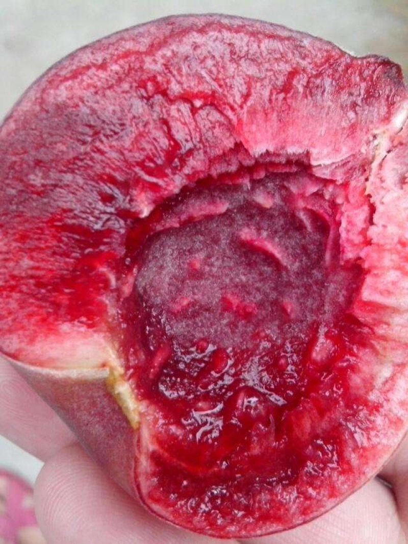血桃桃树嫁接苗，现在开始大量上市了，全国包邮，现挖现卖。