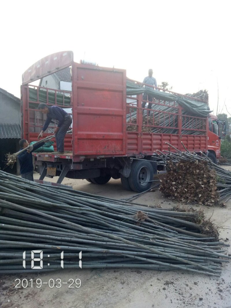 3公分的栾树（黄山栾）栾树苗南栾大量，支持线上保障交易