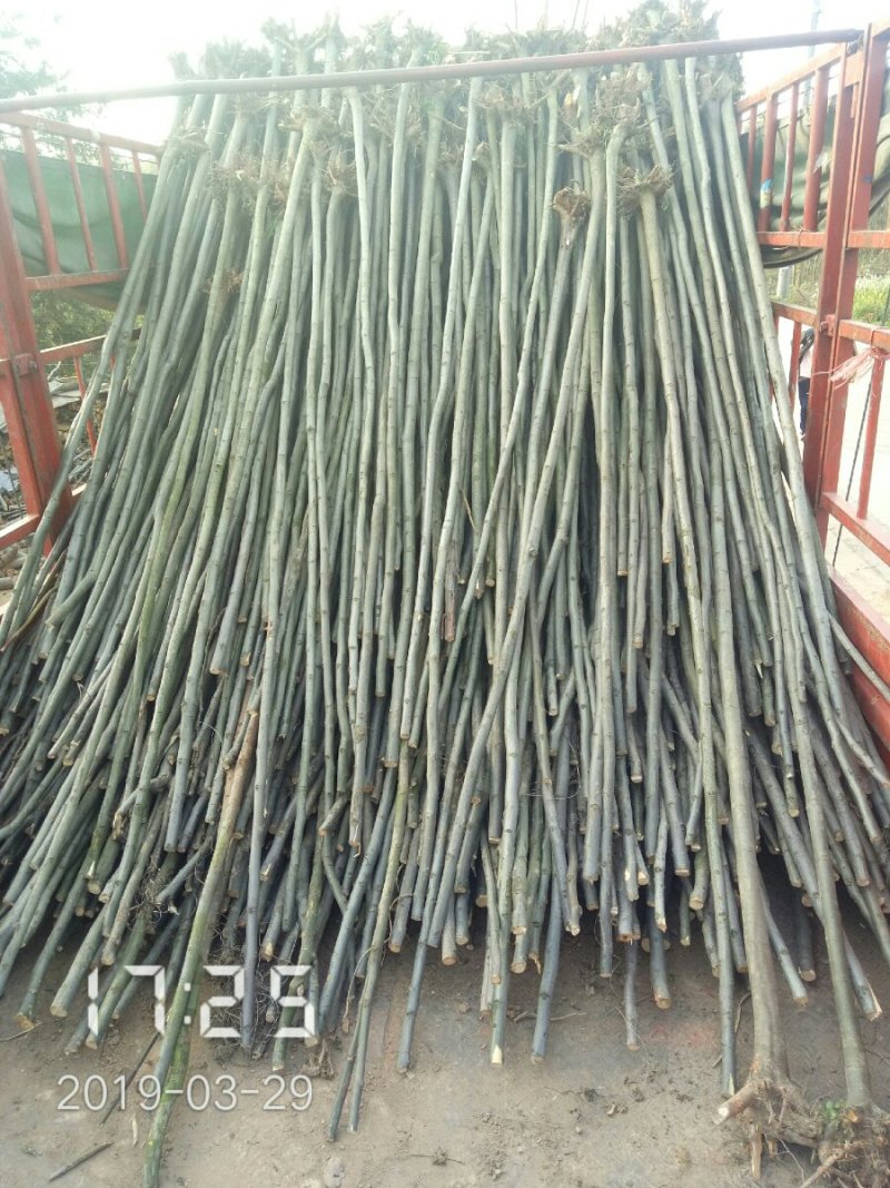 3公分的栾树（黄山栾）栾树苗南栾大量，支持线上保障交易