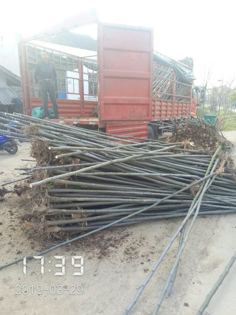 3公分的栾树（黄山栾）栾树苗南栾大量，支持线上保障交易