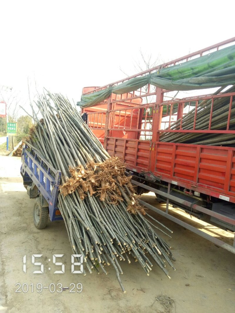 3公分的栾树（黄山栾）栾树苗南栾大量，支持线上保障交易