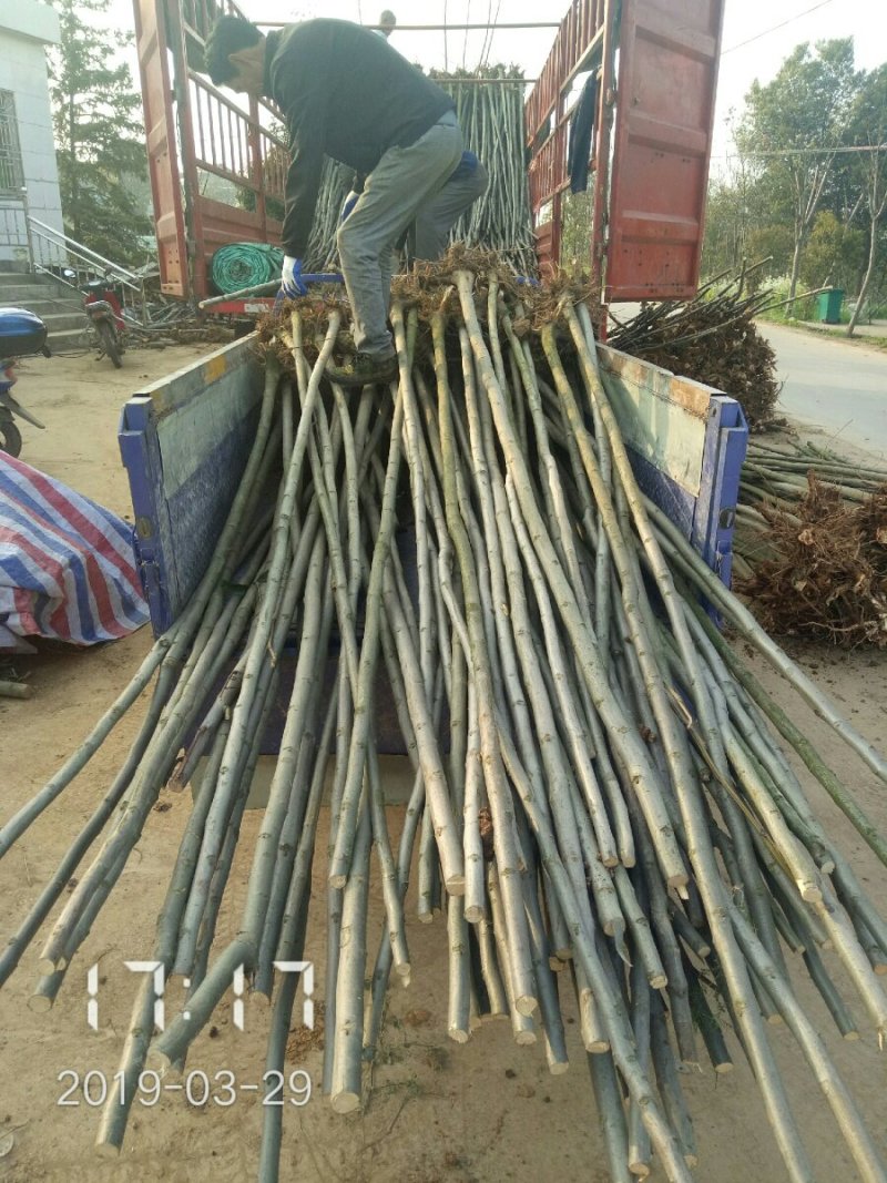 3公分的栾树（黄山栾）栾树苗南栾大量，支持线上保障交易