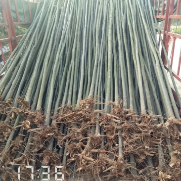 3公分的栾树（黄山栾）栾树苗南栾大量，支持线上保障交易