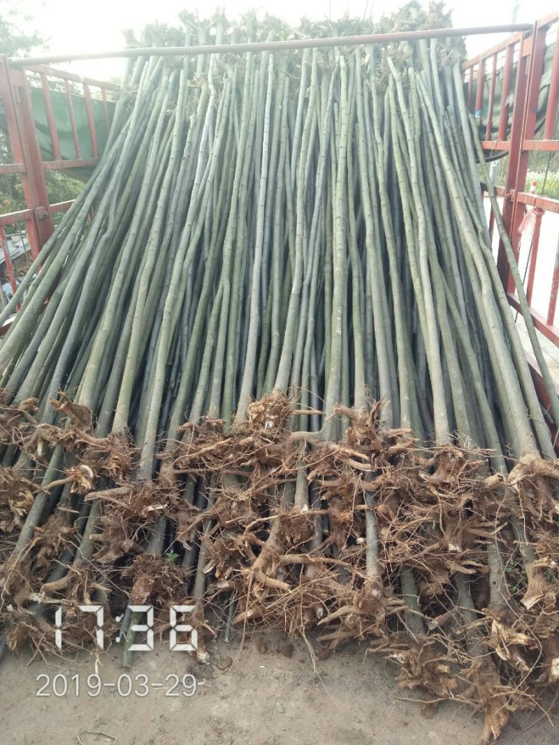 3公分的栾树（黄山栾）栾树苗南栾大量，支持线上保障交易