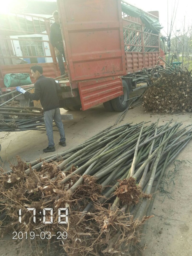 3公分的栾树（黄山栾）栾树苗南栾大量，支持线上保障交易