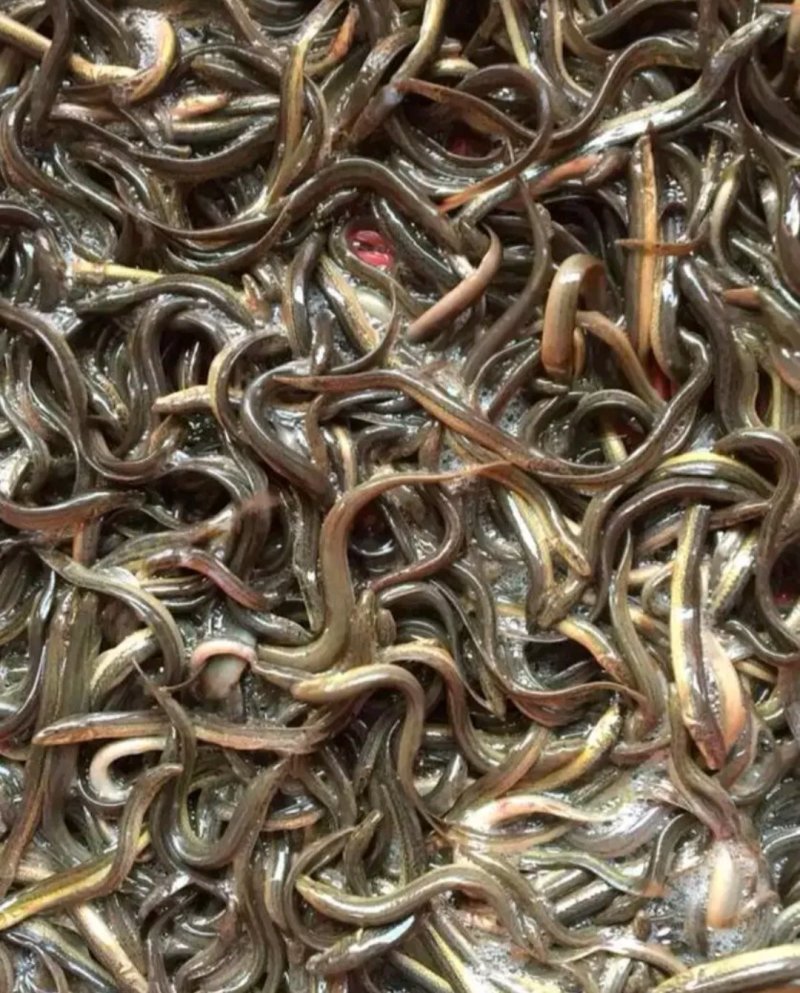 黄鳝苗鳝鱼苗，各种鱼苗出售，全程技术指导，检测水质。