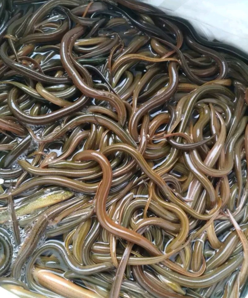 黄鳝苗鳝鱼苗，各种鱼苗出售，全程技术指导，检测水质。
