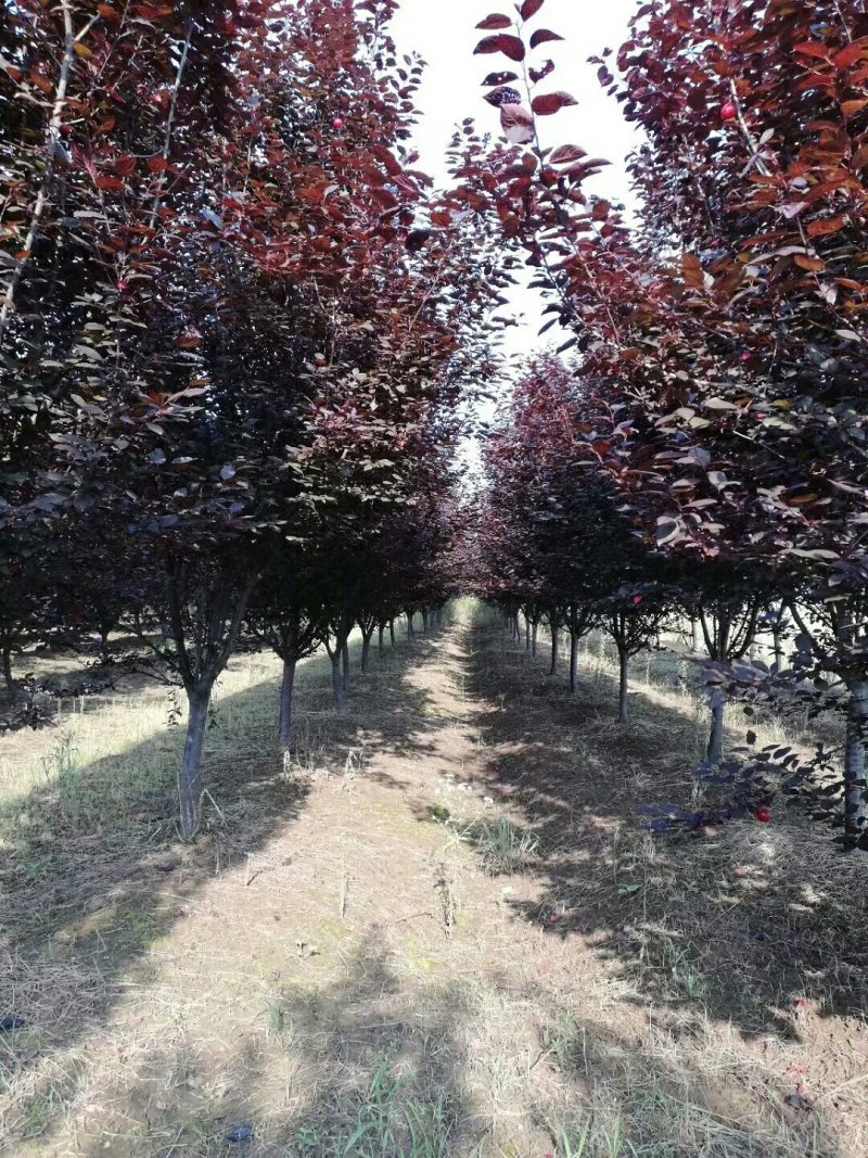 紫叶李，红叶李规格全面，红叶李量大低价供应全国