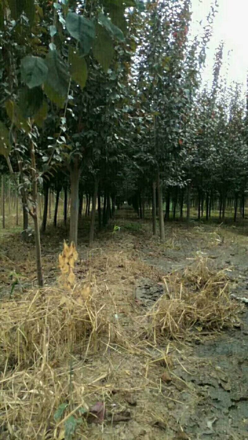 紫叶李，红叶李规格全面，红叶李量大低价供应全国