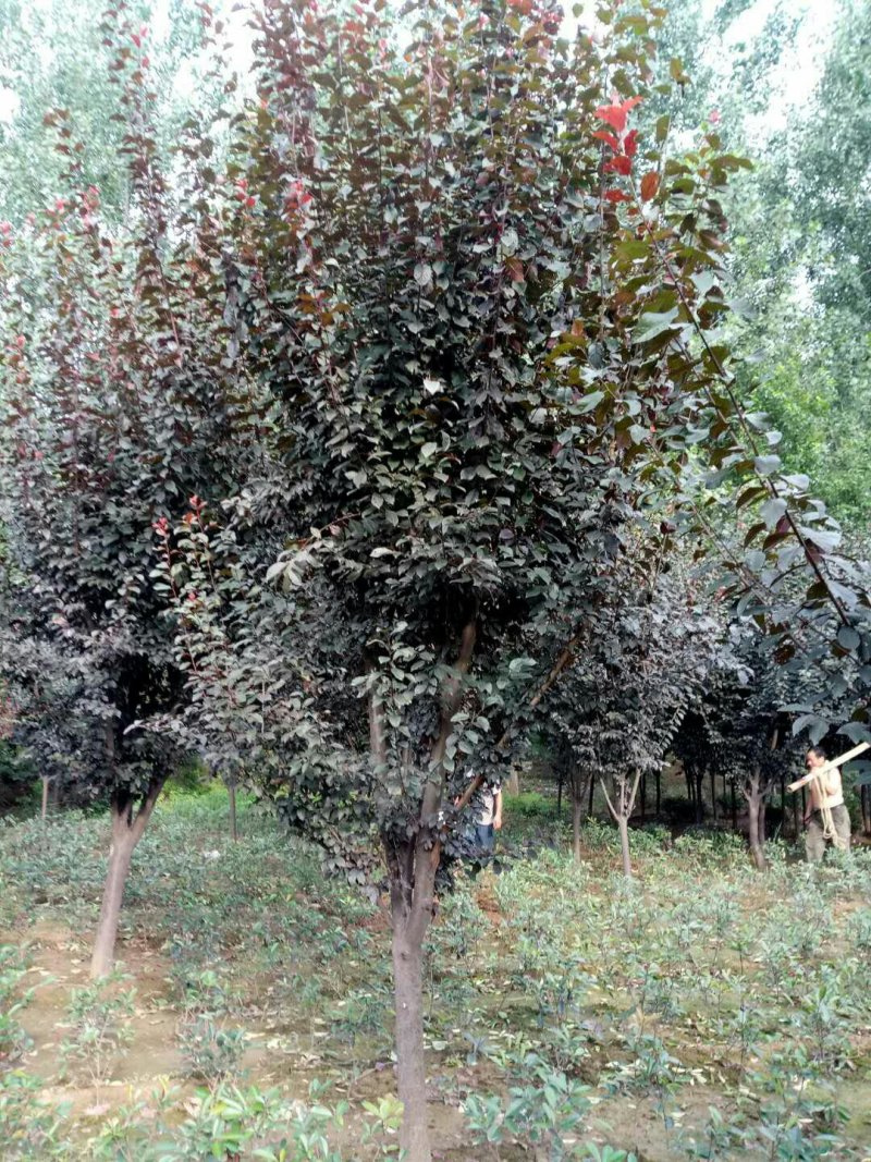 紫叶李，红叶李规格全面，红叶李量大低价供应全国