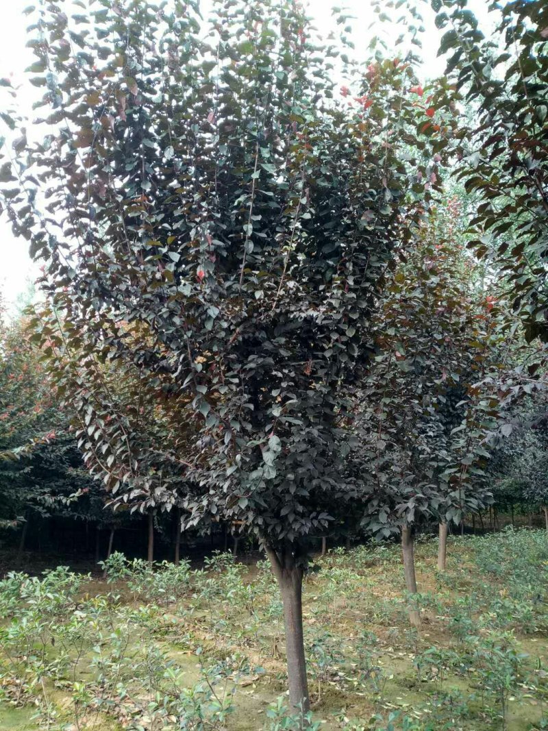 紫叶李，红叶李规格全面，红叶李量大低价供应全国