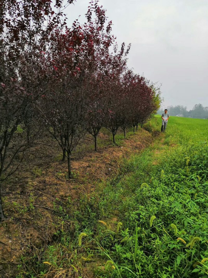 紫叶李，红叶李规格全面，红叶李量大低价供应全国