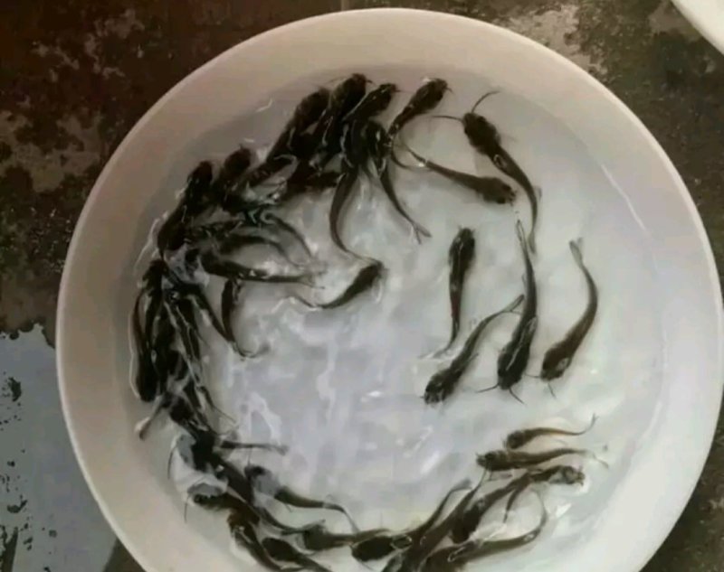 鮰鱼苗江团鱼苗大量供应各种鱼苗。黄膳苗，观赏鱼，