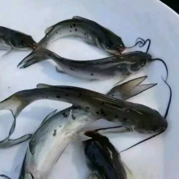 鮰鱼苗江团鱼苗大量供应各种鱼苗。黄膳苗，观赏鱼，