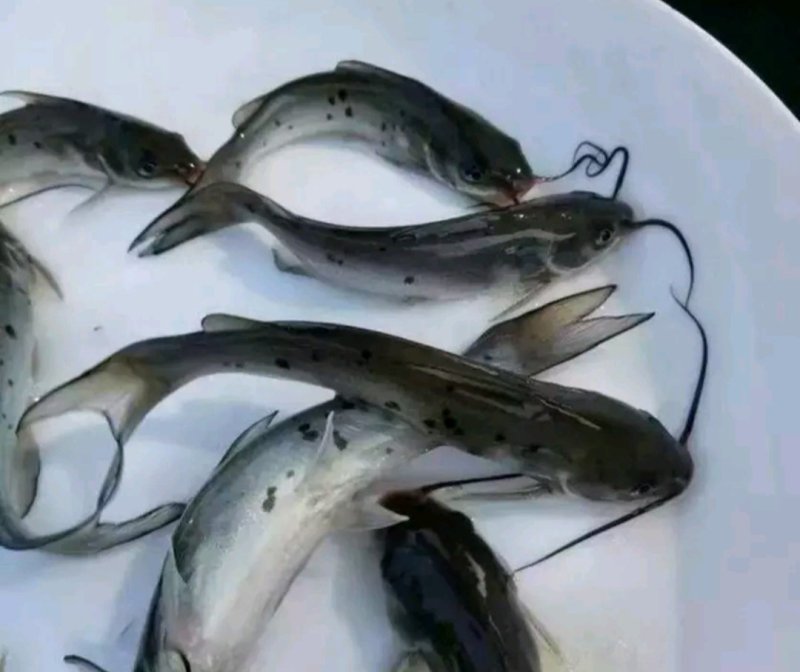 鮰鱼苗江团鱼苗大量供应各种鱼苗。黄膳苗，观赏鱼，