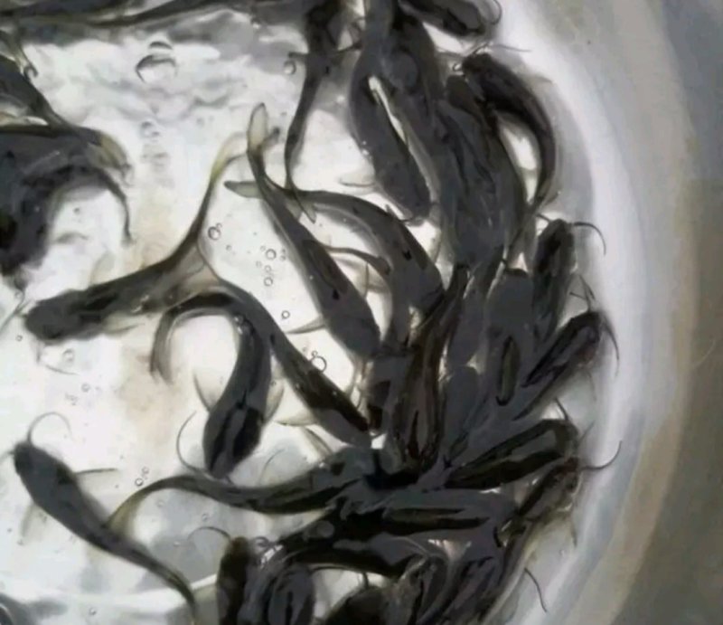 鮰鱼苗江团鱼苗大量供应各种鱼苗。黄膳苗，观赏鱼，