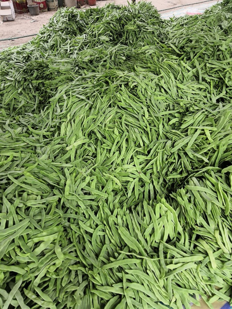 扁豆