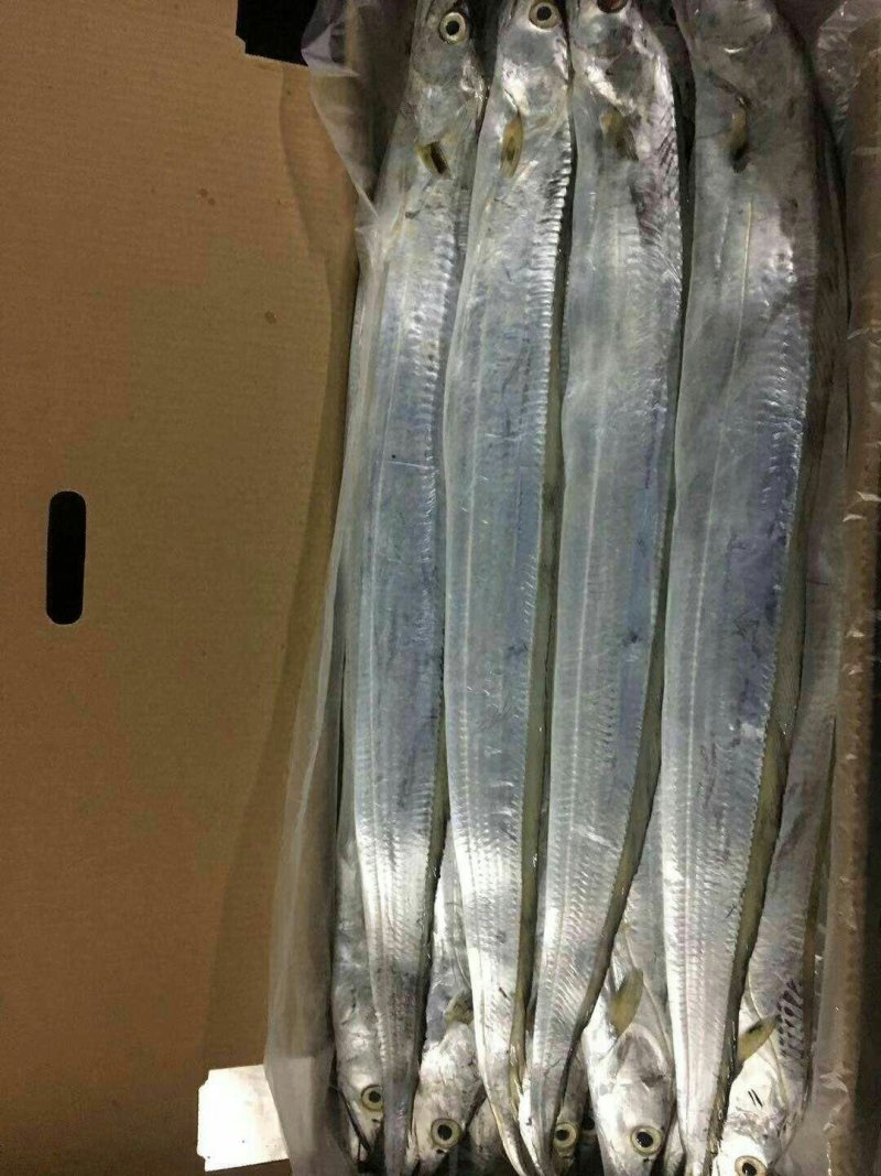 特立尼达和多巴哥~牙带鱼🐟