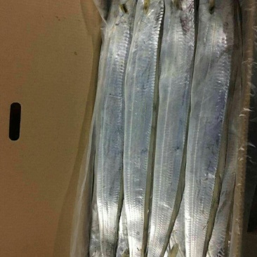 特立尼达和多巴哥~牙带鱼🐟