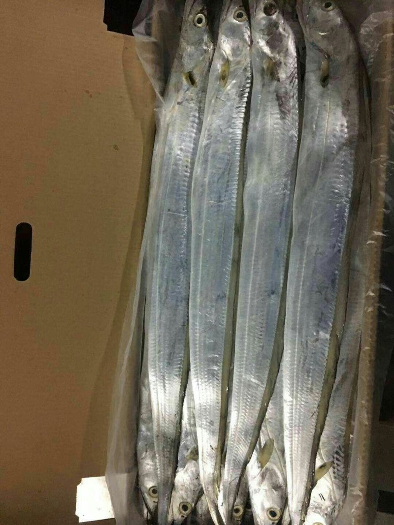 特立尼达和多巴哥~牙带鱼🐟
