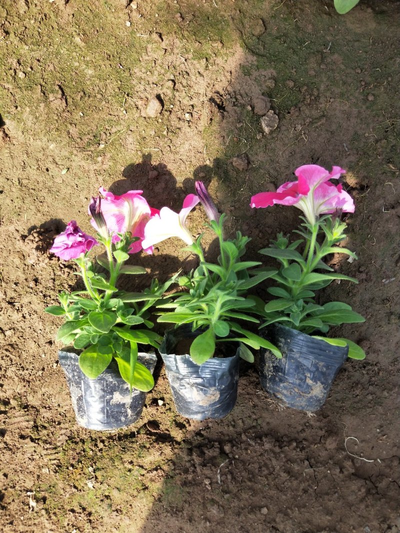 矮牵牛山东青州草花苗木基地常年供应优质草花基地直发
