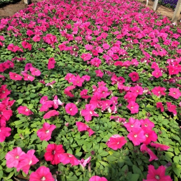 矮牵牛山东青州草花苗木基地常年供应优质草花基地直发