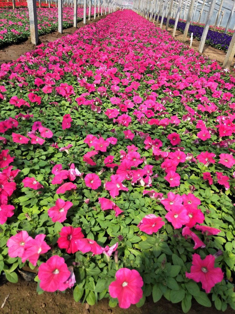矮牵牛山东青州草花苗木基地常年供应优质草花基地直发