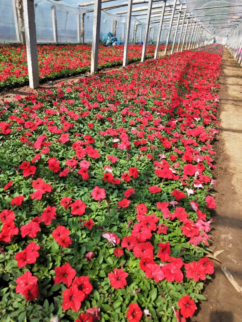矮牵牛山东青州草花苗木基地常年供应优质草花基地直发