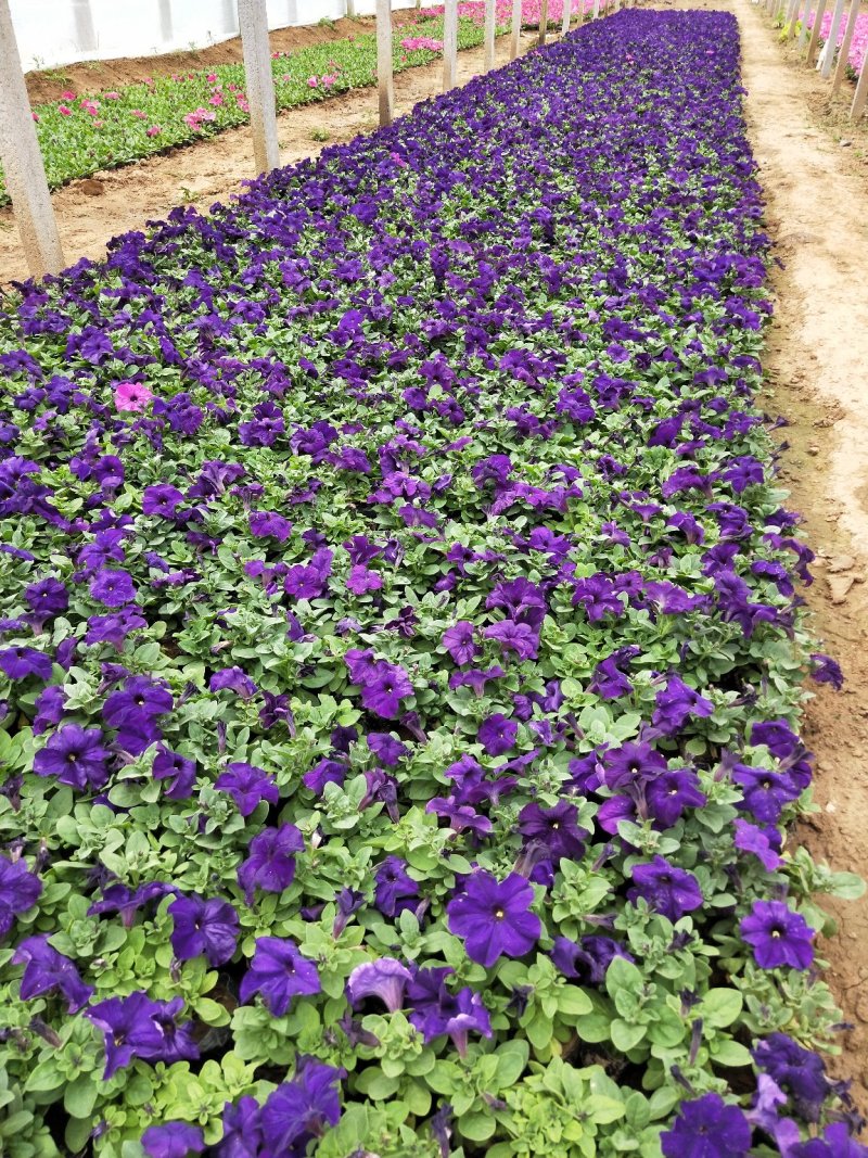 矮牵牛山东青州草花苗木基地常年供应优质草花基地直发